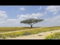 Meir Banai (מאיר בנאי)-Moledet(מולדת) 