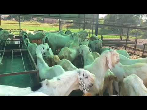 GOAT FARM AL IFFAH