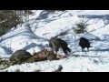 Documentary Nature - Valley of the Ravens