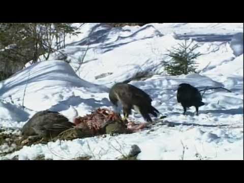 Valley of the Ravens