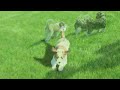 Saint Berdoodles dogs for sale: Alice - Video 1