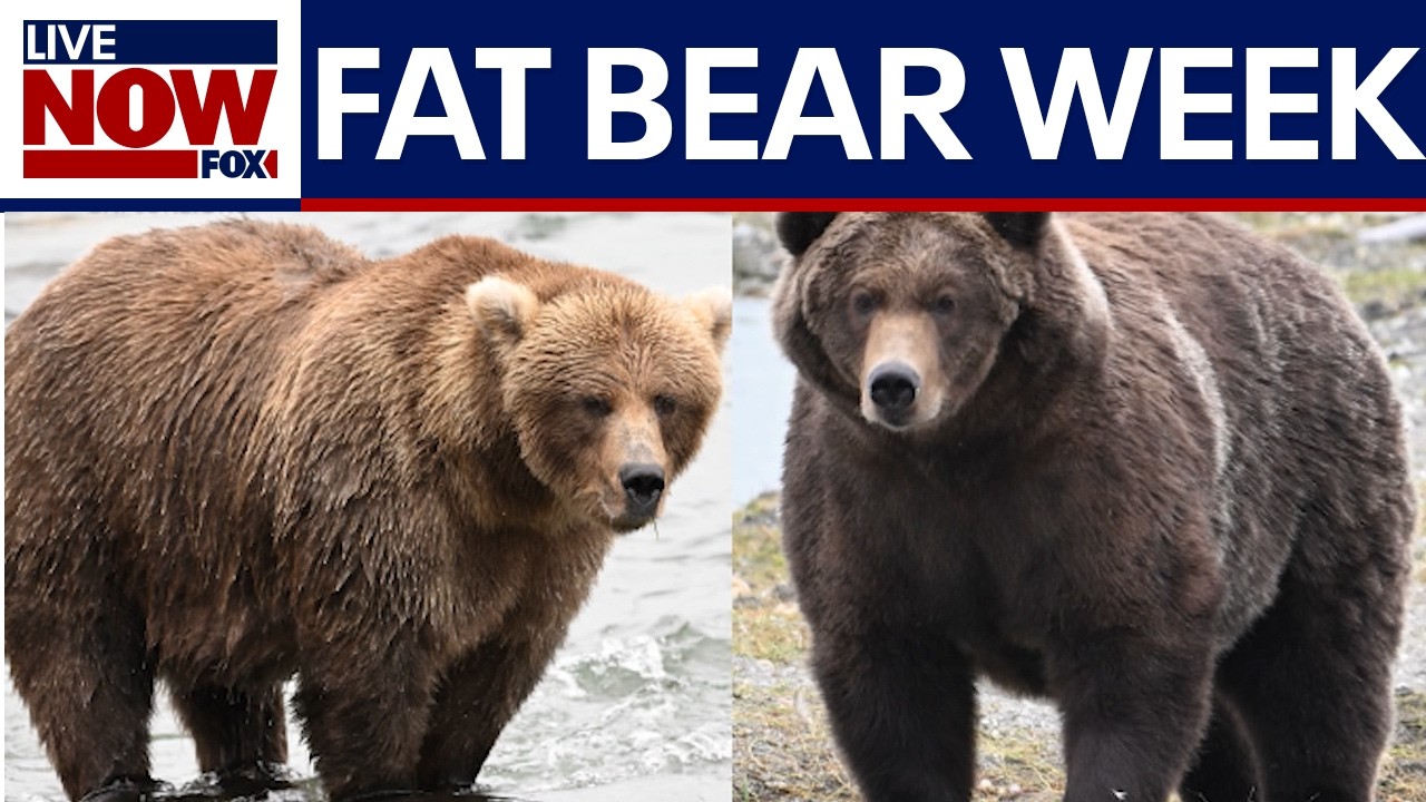 Fat Bear Week opens for Alaska’s heavyweight crown