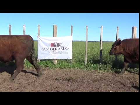 Lote 4 Toros, Lavalleja
