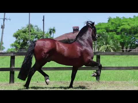 LOTE 02 LAS CALLANAS MIL RAZONES TE