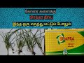 கோரை களை கட்டுப்பாடு முறைகள் Control Of Cypres Rot