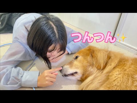 姉から誘われても、遊びたい時とやる気がない時の温度差が激しすぎる大型犬クッキー【ゴールデンレトリバーとミニチュアダックスフンド】