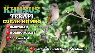 Download lagu MASTERAN KOLONI CUCAK KOMBO DI ALAM LIAR AMPUH GACOR mp3