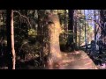 Without You - Harry Nilsson 