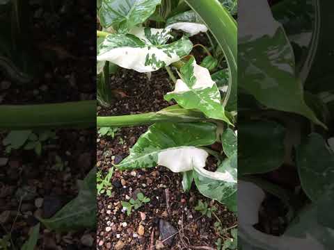 モンステラ・デリシオサと競合する野外クワズイモを維持するにはどうすればよいですか?  庭園