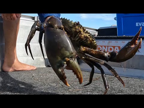 BIG RAIN means BIG MUD CRABS! (Catch and Cook) Australia