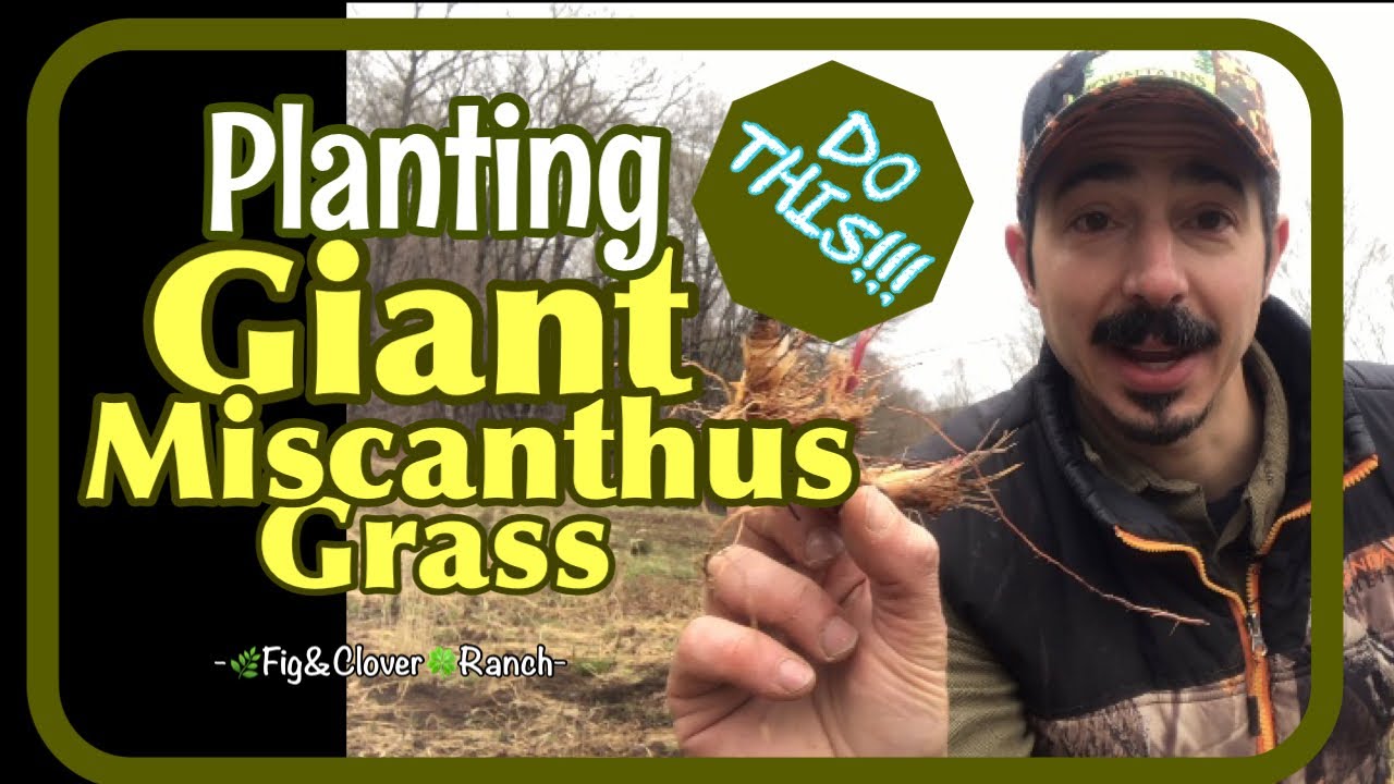 Planting Screening - Giant Miscanthus Grass or Miscanthus Giganteus 🌾