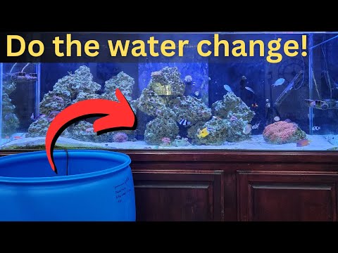 Saltwater Aquarium water change - When, How, and Why to do them!