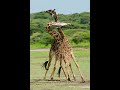 Serengeti Shall Not Die