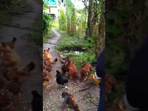 sativa norte Boyacá