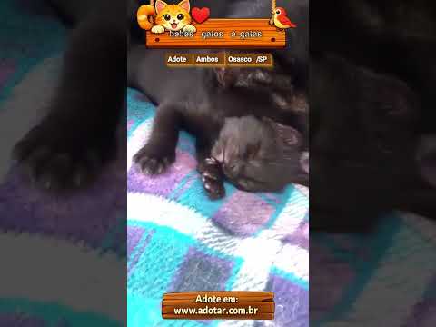 Vídeo de Gata