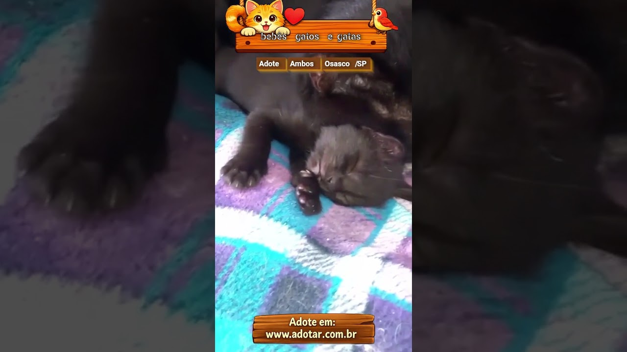 Gato raça SRD-ViraLata idade Abaixo de 2 meses nome bebês gatos e gatas