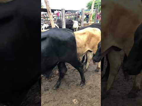 Feira dos animais em quixada no Ceará