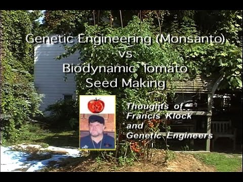 Genetic Engineering (Monsanto) vs Biodynamic Tomato Seed Making