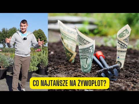 Najtańsze rośliny na żywopłot – zestawienie 11 roślin pod względem ceny (wady i zalety)