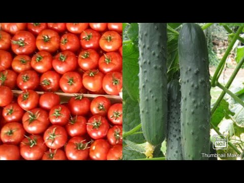, title : 'Ovo su najbolji hibridi paradajiza, krastavaca i tikvica'