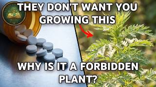 The Nobel Prize Weed. Why Are We Warned Not to Use It?