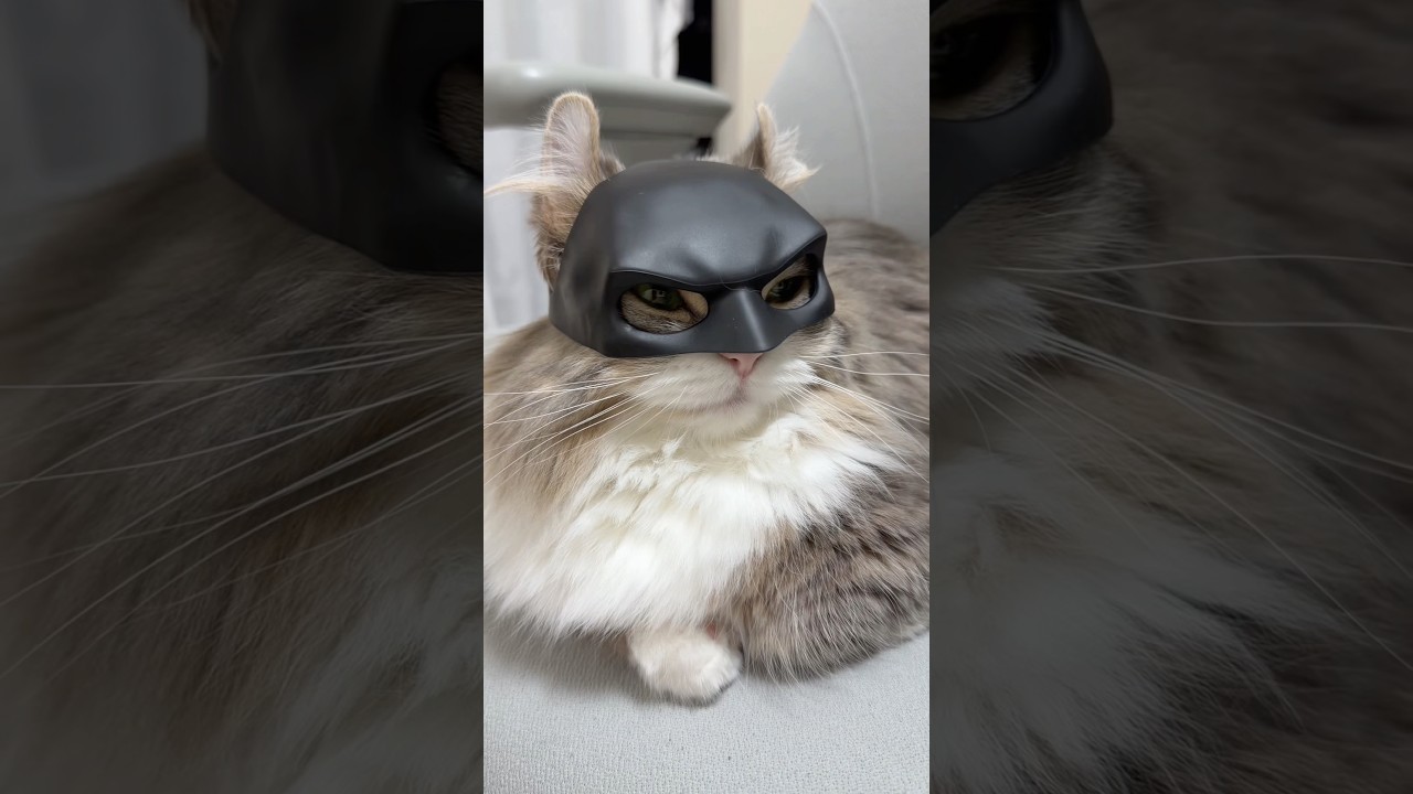 バットマンに変身!!