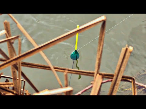 KAKAV POČETAK 2026! Skobalji KILAŠI Napadaju Čim Je SVANULO! - Pecanje Na Plovak!