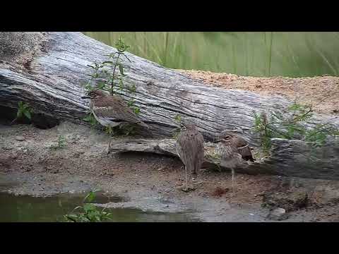 Djuma: Water Thick-knees - 06:14 - 03/15/19