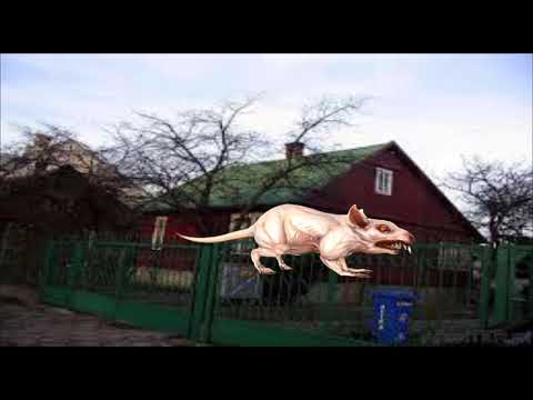 szczur atakuje Szkolną 17 w Białymstoku