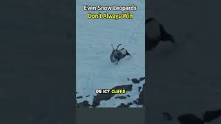 Even Snow Leopards Don’t Always Win