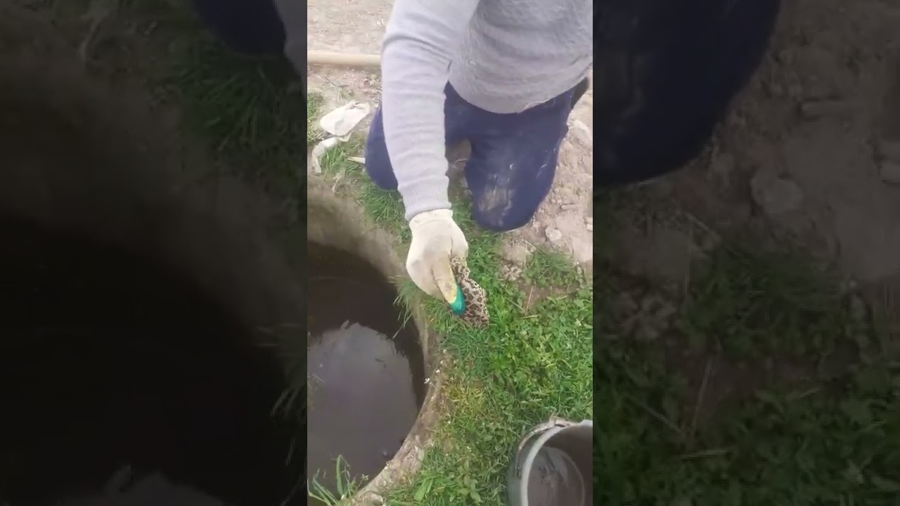 Տեղի խմելու ջրի հորը «գորտաբուծարանի» է վերածվել