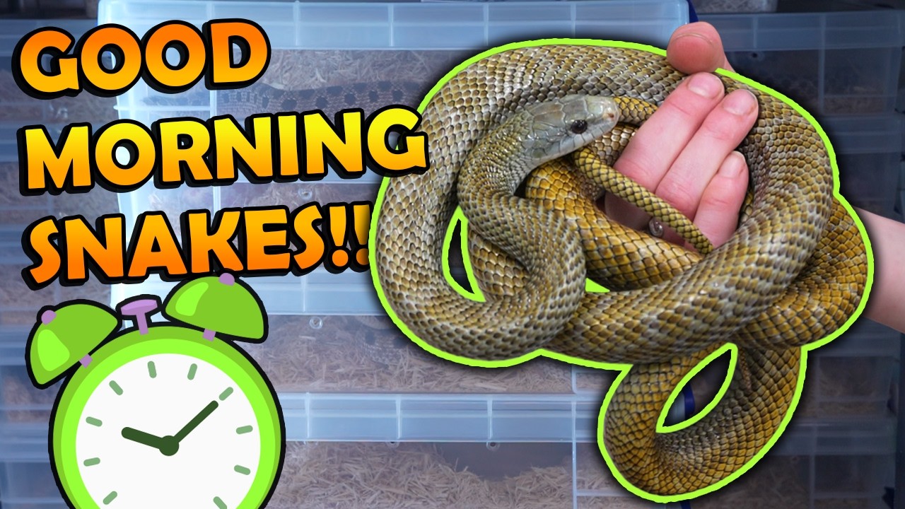 Waking up our Snakes from Winter Brumation!