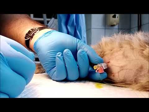 Abdominal puncture technique  in a cat with ascites, feline infectious peritonitis