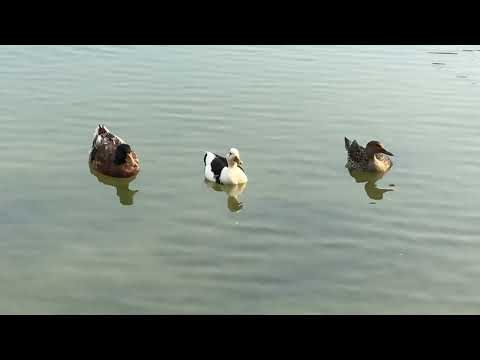 湖:陸水学のパラダイムに挑戦
