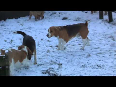 Cry of the Snow Lions