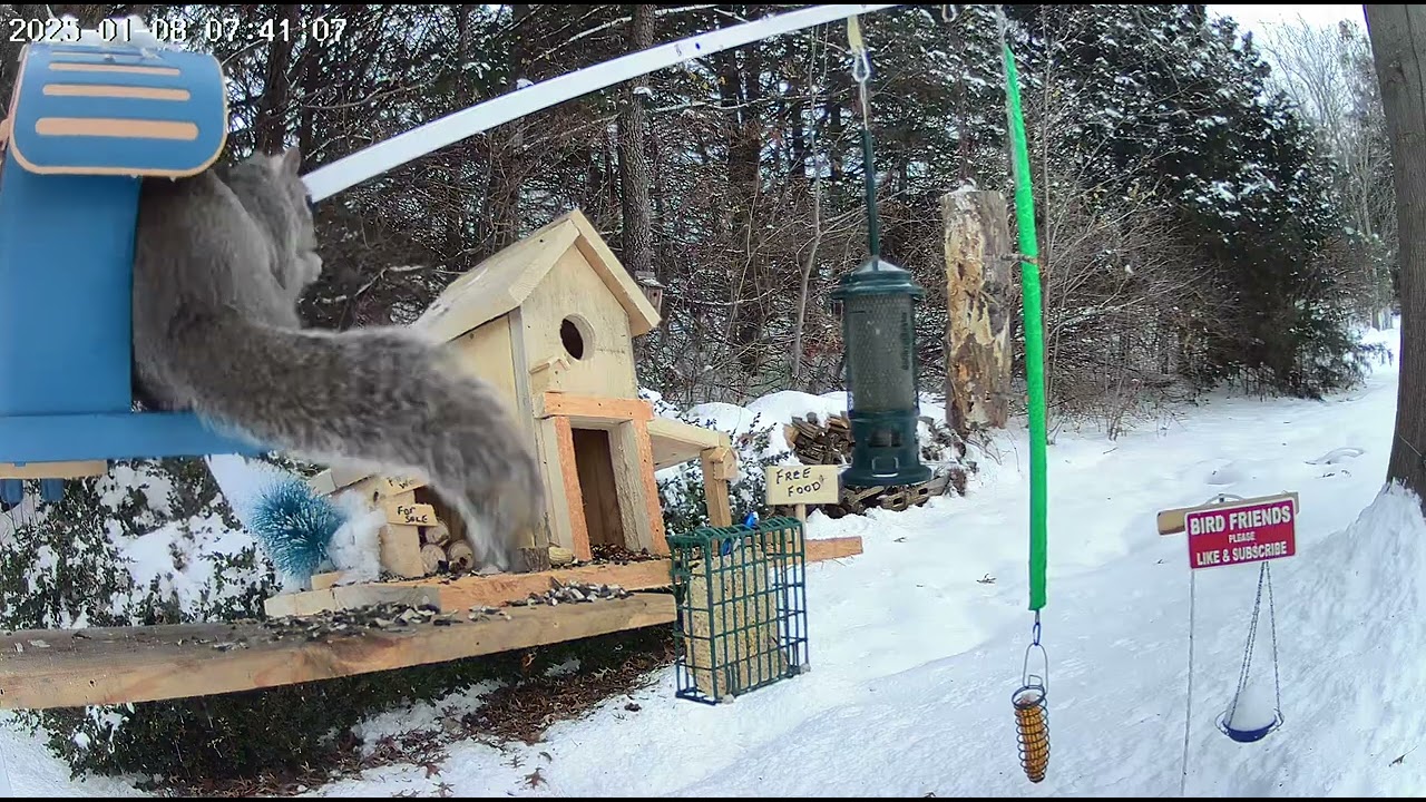 Gray squirrel at the bird feeder.
