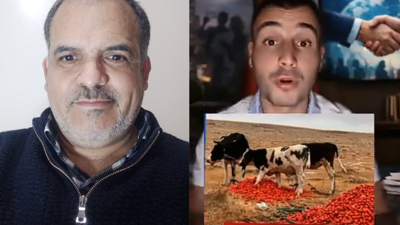 فلاحو دكالة يقدمون محصول الطماطم علفا للماشية
