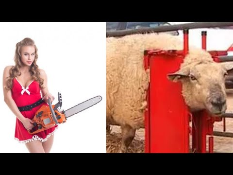 Incredible sheep technology will surprise you.Unbelievable Sheep wool processing machines.Sheep Farm