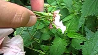 Exploding seed pod of Policeman's Helmet in Super Slow Motion - 2012-08-09