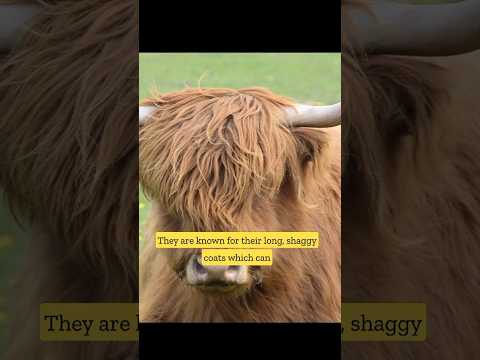 , title : 'Highland cattle | The fluffiest cow | #shorts'