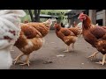 Desi Chicken Farming Tips Indian Gaon Chicken Story Gaon Ka Poultry Farm