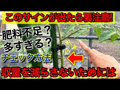トマトのコーヒー粉の量はどれくらいですか?収穫量を向上させる最適な肥料  庭園