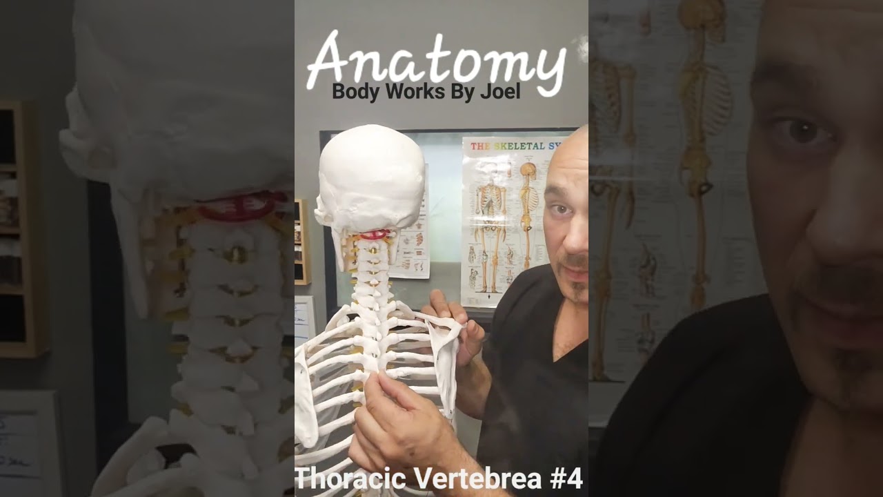Anatomy: (T4) Thoracic Vertebrea #4