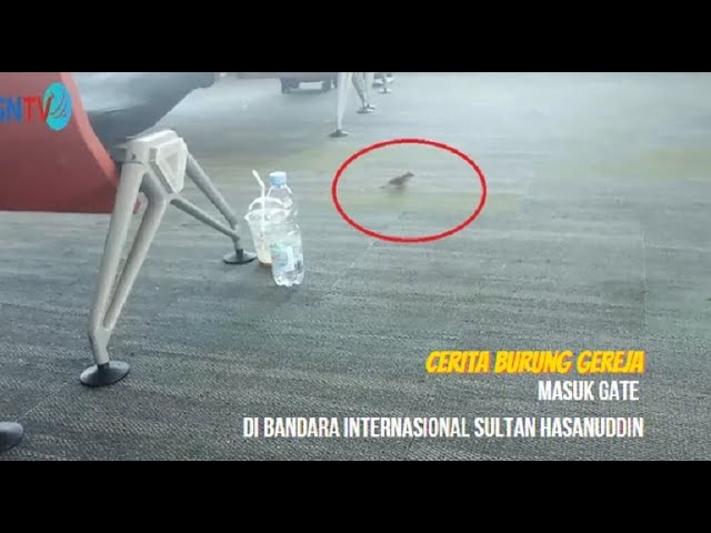 Cerita Burung Gereja Masuk Gate di Bandara Sultan Hasanuddin