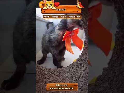 Vídeo de Charlotte