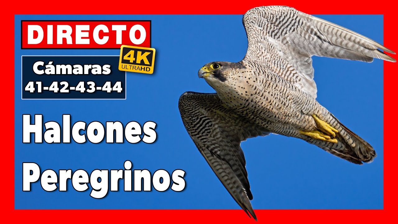Live webcam view of Madrid Peregrine Falcon Nest Cam