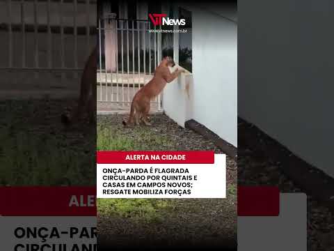 ONÇA-PARDA É FLAGRADA CIRCULANDO POR QUINTAIS E CASAS EM CAMPOS NOVOS; RESGATE MOBILIZA FORÇAS