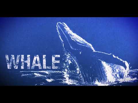 Whale/Foxxhole Productions/Fox Entertainment/Sony Pictures Television Studios (2023)