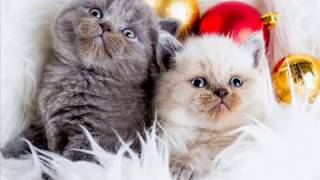 Janet Jackson - Pretty Boy