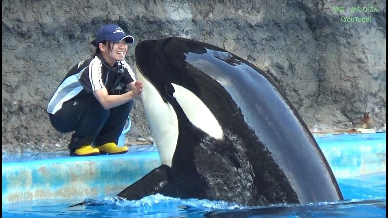 シャチ公開トレーニング in メインプール（ほぼノーカット）名古屋港水族館